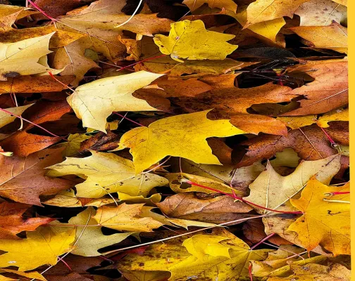 Dental Temporary Filling products